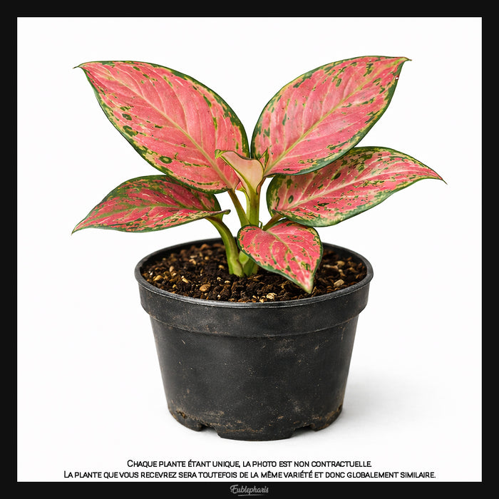 Aglaonema Red Zircon, Taille 10cm : Plante Tropicale - Eublepharis