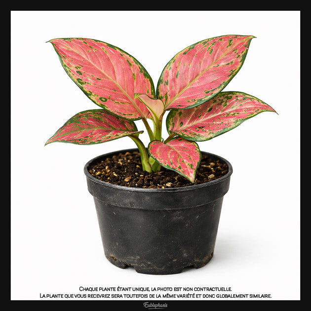aglaonema red zircon Aglaonema Red Zircon, Taille 10cm : Plante Tropicale - Eublepharis