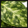 Aglaonema pictum Tricolor, Taille 7/10cm : Plante Tropicale - Eublepharis