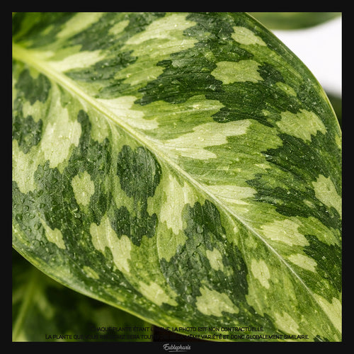 Aglaonema pictum Tricolor, Taille 7/10cm : Plante Tropicale - Eublepharis