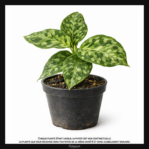 Aglaonema pictum Tricolor, Taille 7/10cm : Plante Tropicale - Eublepharis