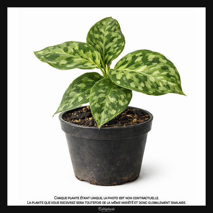 Aglaonema pictum Tricolor, Taille 7/10cm : Plante Tropicale - Eublepharis
