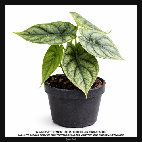 Alocasie Dragon Scale, Taille 13/17cm : Plante Tropicale - Eublepharis