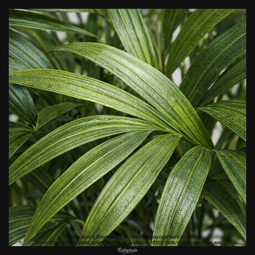 Chamaedorea elegans, Taille 15/20cm : Plante Tropicale - Eublepharis