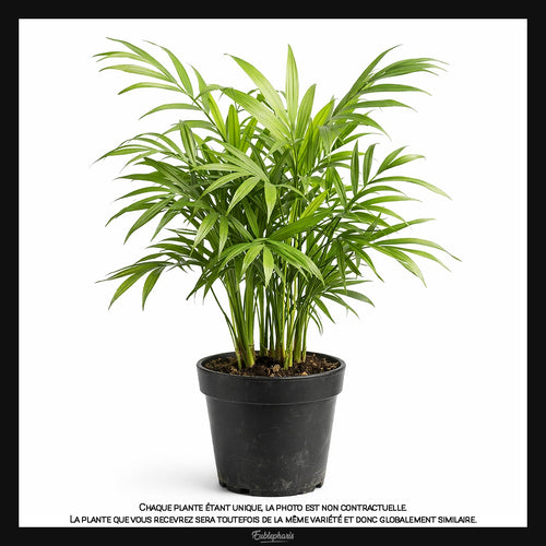 Chamaedorea elegans, Taille 15/20cm : Plante Tropicale - Eublepharis