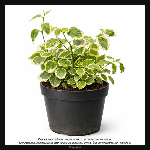 Ficus pumila Bellus, Taille 10cm : Plante Tropicale - Eublepharis