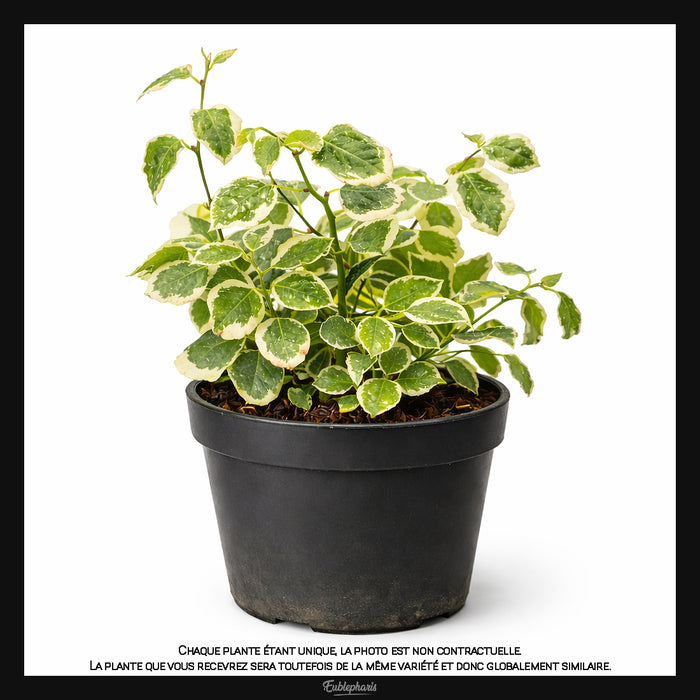 Ficus pumila Bellus, Taille 10cm : Plante Tropicale - Eublepharis