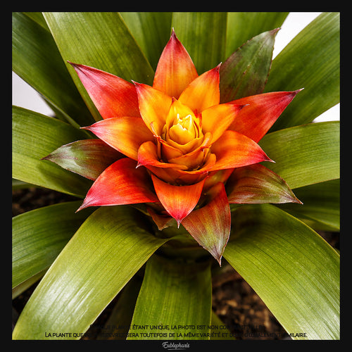 Guzmania Fairy, Taille 13/17cm : Plante Tropicale - Eublepharis