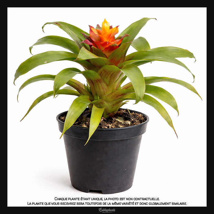 Guzmania Fairy, Taille 13/17cm : Plante Tropicale - Eublepharis