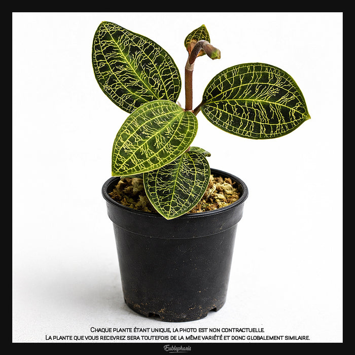 Macodes petola - Orchidée bijou, Taille 5/6cm : Plante Tropicale - Eublepharis