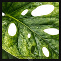 Monstera adansonii, Taille 13/17cm : Plante Tropicale - Eublepharis