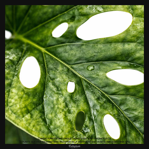 Monstera adansonii, Taille 13/17cm : Plante Tropicale - Eublepharis