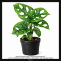 Monstera adansonii, Taille 13/17cm : Plante Tropicale - Eublepharis