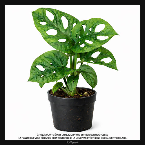Monstera adansonii, Taille 13/17cm : Plante Tropicale - Eublepharis