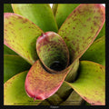 Neoregelia Linda, Taille 13/17cm : Plante Tropicale - Eublepharis