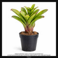 Neoregelia Linda, Taille 13/17cm : Plante Tropicale - Eublepharis