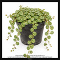 Peperomia prostrata, Taille 10cm : Plante Tropicale - Eublepharis
