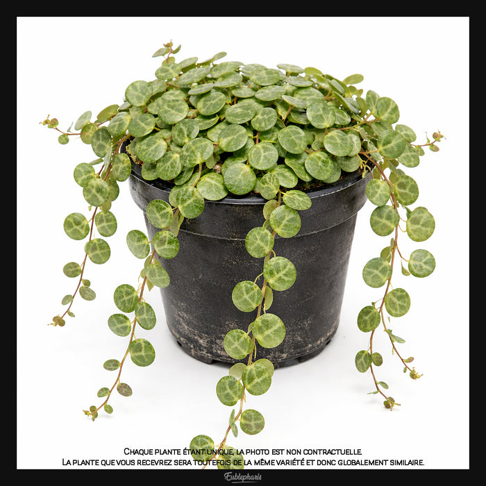 Peperomia prostrata, Taille 10cm : Plante Tropicale - Eublepharis
