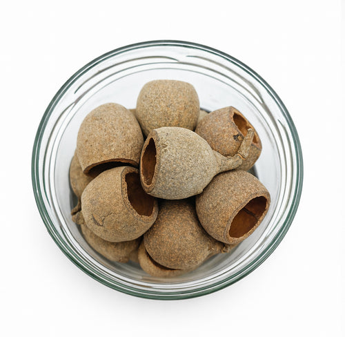 Décoration Naturelle pour Terrarium et Aquarium : Pot de 15 Gouris Cup - Eublepharis