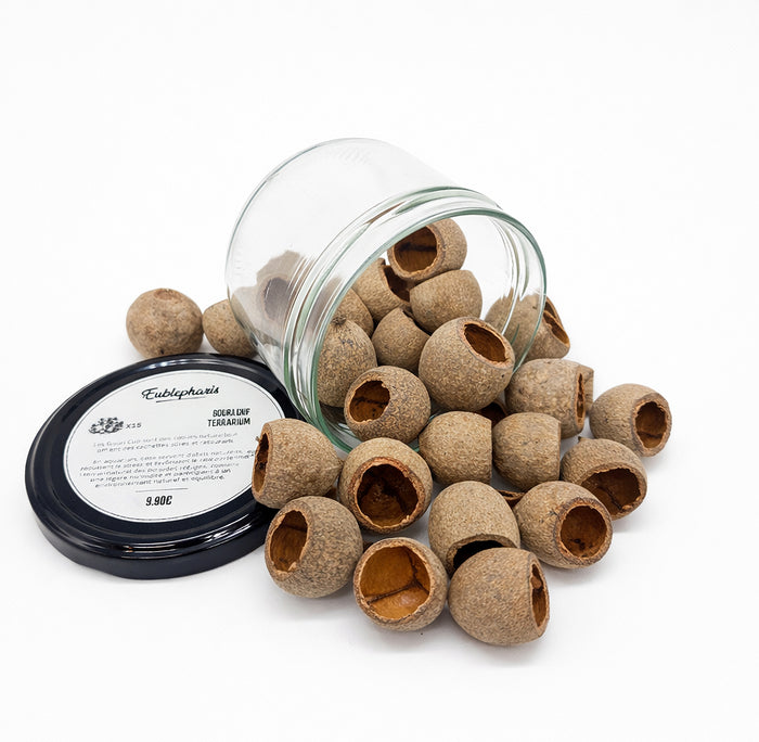 Décoration Naturelle pour Terrarium et Aquarium : Pot de 15 Gouris Cup - Eublepharis