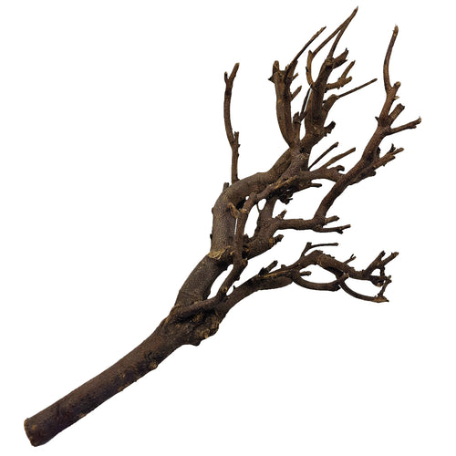 Décoration pour Aquarium, Terrarium et Rongeur : Branche Hypster Wood (3 Tailles) - Eublepharis