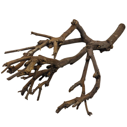 Décoration pour Aquarium, Terrarium et Rongeur : Branche Hypster Wood (3 Tailles) - Eublepharis