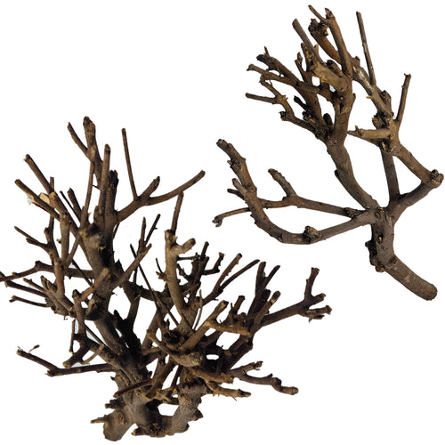 Décoration pour Aquarium, Terrarium et Rongeur : Branche Hypster Wood (3 Tailles) - Eublepharis