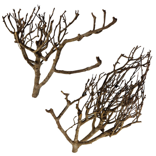 Décoration pour Aquarium, Terrarium et Rongeur : Branche Mystik Wood (2 Tailles) - Eublepharis