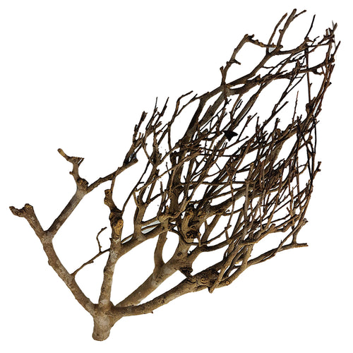 Décoration pour Aquarium, Terrarium et Rongeur : Branche Mystik Wood (2 Tailles) - Eublepharis