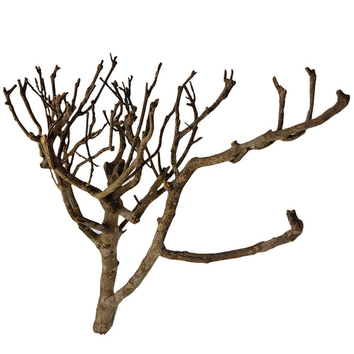 Décoration pour Aquarium, Terrarium et Rongeur : Branche Mystik Wood (2 Tailles) - Eublepharis
