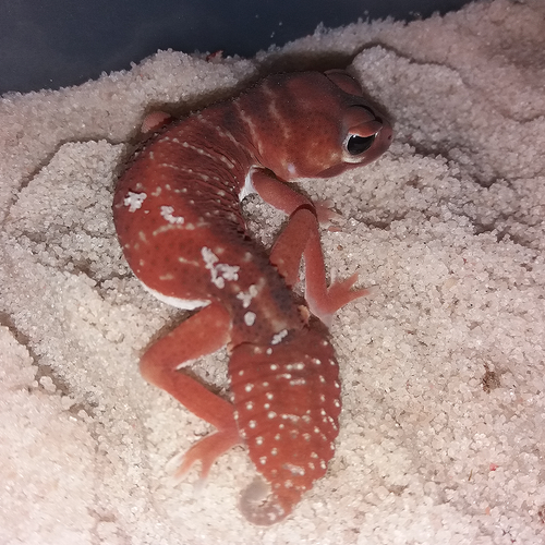 Sable pour Terrarium : Sable Spécial Nephrurus - Eublepharis