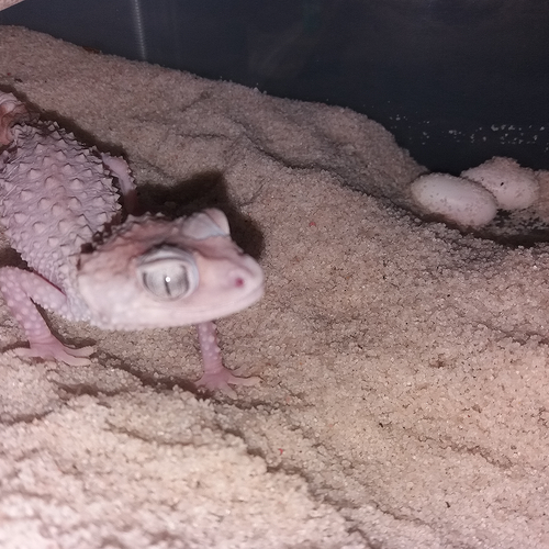 Sable pour Terrarium : Sable Spécial Nephrurus - Eublepharis