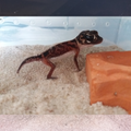 Sable pour Terrarium : Sable Spécial Nephrurus - Eublepharis