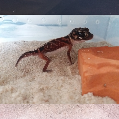Sable pour Terrarium : Sable Spécial Nephrurus - Eublepharis