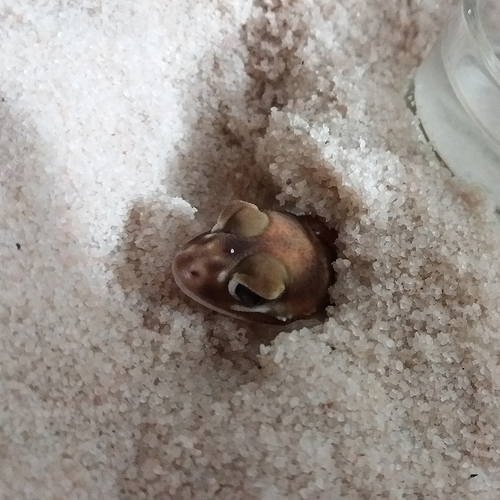 Sable pour Terrarium : Sable Spécial Nephrurus - Eublepharis