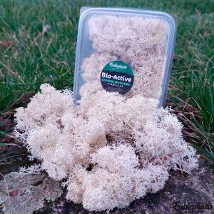 Lichen Stabilisé 100% Naturel – Eublepharis