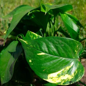 Epipremnum pinnatum “Hawaiian” : Plante Tropicale – Eublepharis