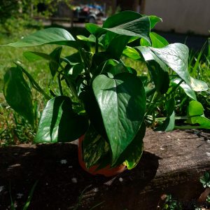 Epipremnum pinnatum “Hawaiian” : Plante Tropicale – Eublepharis