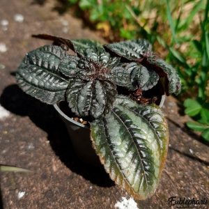 Pilea norfolk : Plante Tropicale – Eublepharis