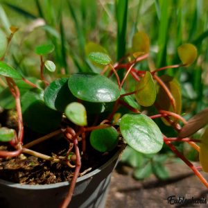 Peperomia pepperspot : Plante Tropicale – Eublepharis