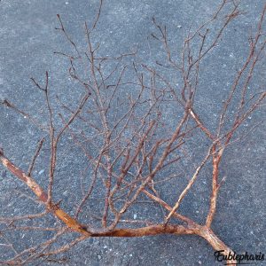 Branche Décorative Naturelle pour Terrarium – Branche N°3 : Taille 90x80cm