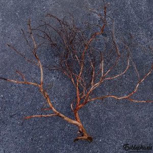 Branche Décorative Naturelle pour Terrarium – Branche N°1 : Taille 60x60cm