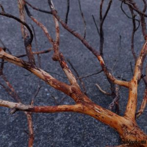 Branche Décorative Naturelle pour Terrarium – Branche N°2 : Taille 90x60cm