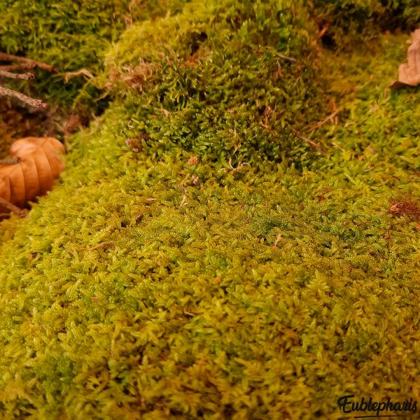 Mousse pour terrarium, Eublepharis. Mousse des montagnes francaises ayant la particularité de vivre des saisons chaudes et froides avec peut de lumière.