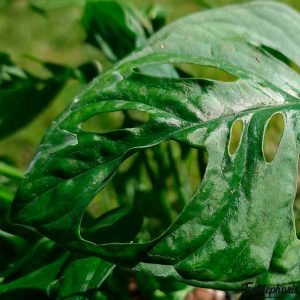 Monstera adansonii : Plante Tropicale – Eublepharis